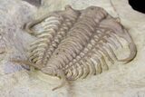 Rare Gabriceraurus Trilobite Fossil - Wisconsin #142748-4